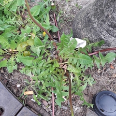 Taraxacum officinale