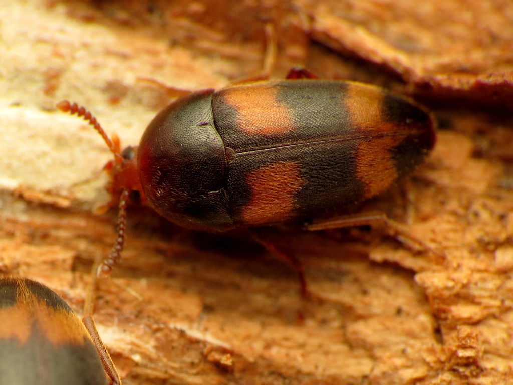 Holostrophus bifasciatus