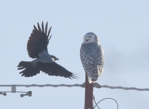 Snowy Owl