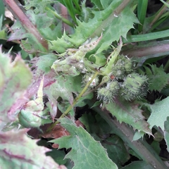 Sonchus oleraceus