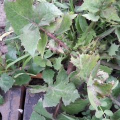 Sonchus oleraceus