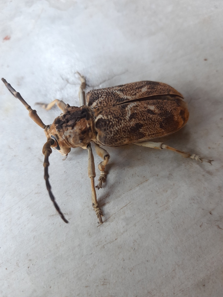 Phryneta obliquata