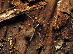 Allocosa