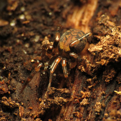 Allocosa