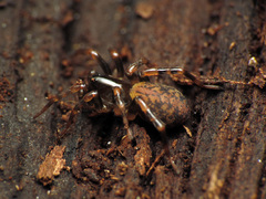 Allocosa