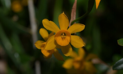 Image of Narcissus fernandesii by (c) Paulo Martins, some rights reserved (CC BY-SA)