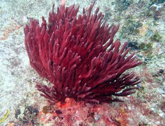 Echinoclathria