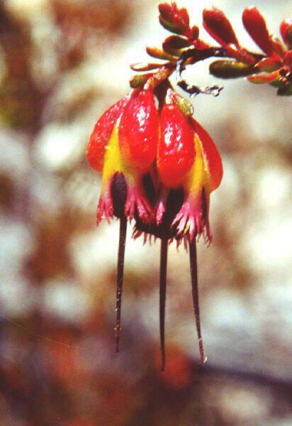 Homoranthus coracinus