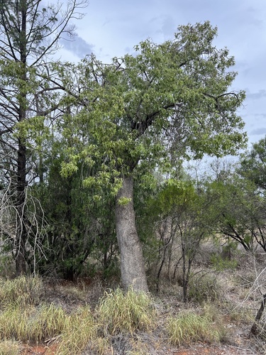 Brachychiton populneus