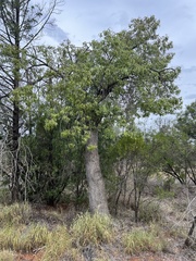 Brachychiton populneus
