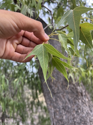 Brachychiton populneus