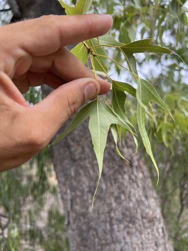 Brachychiton populneus