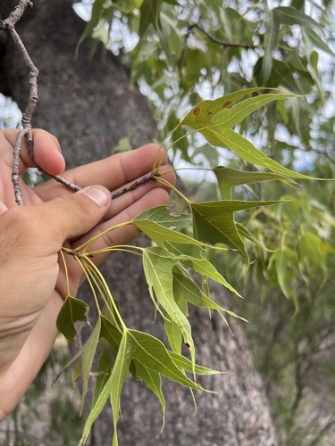 Brachychiton populneus