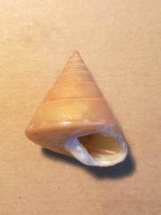 Calliostoma conulus