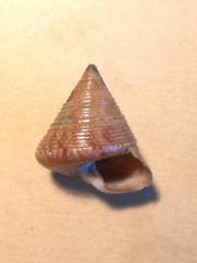 Calliostoma laugieri