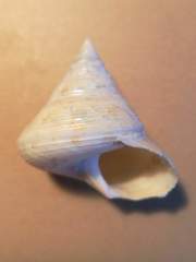 Calliostoma granulatum