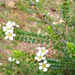 Kardomia prominens - Photo (c) Lachlan Copeland, algunos derechos reservados (CC BY-NC), subido por Lachlan Copeland