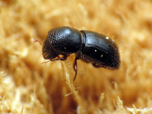 Black Stem Borer photo 5