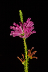 Erica verticillata