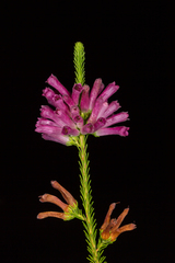 Erica verticillata