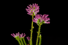 Erica verticillata