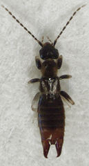 Spongiphoridae