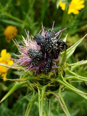 Oxythyrea noemi