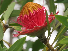 Protea laetans