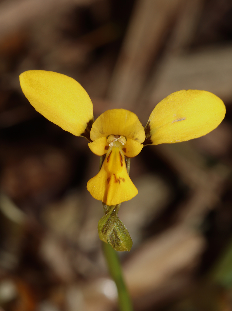 Diuris byronensis