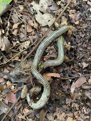 Elegant Worm Snake