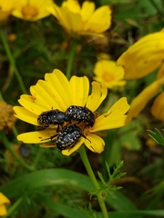 Oxythyrea noemi