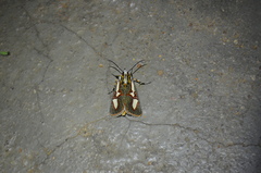 Aegocera rectilinea