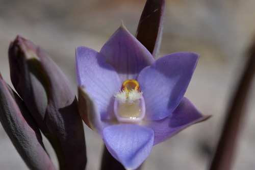 Image of Thelymitra hatchii by (c) Christopher Stephens, some rights reserved (CC BY-SA)