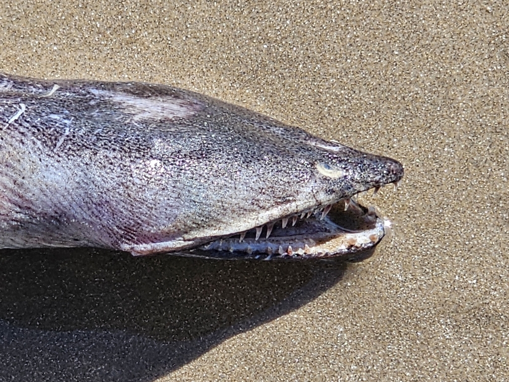 Stippled Spoon-nose Eel