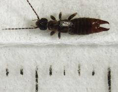 Spongiphoridae
