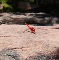 Crocothemis