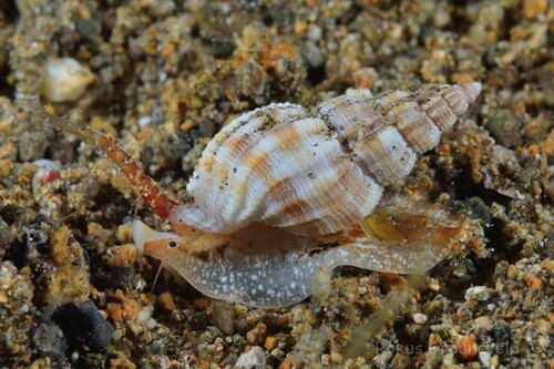Phos roseatus, 2023-12-30