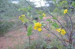 Senna singueana
