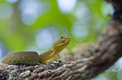 Matilda's Horned Viper photo 2