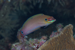 Halichoeres melasmapomus