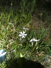 Phlox bifida