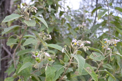 Solanum incanum image