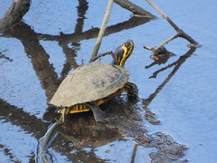 Pond Slider photo 2