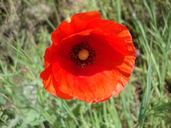 Papaver