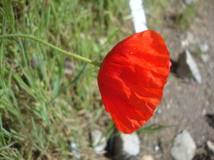 Papaver