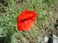 Papaver