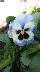 Viola × wittrockiana