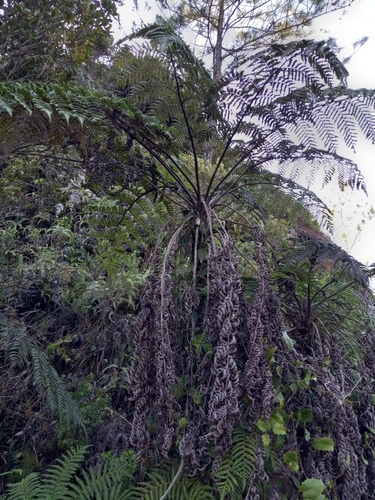 Cyathea parvula