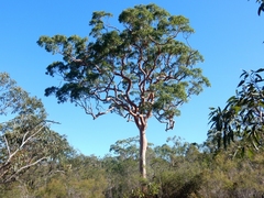 Angophora