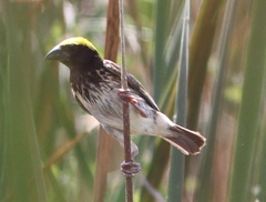 Ploceus manyar